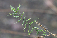 Australopyrum pectinatum