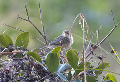Cisticola cherina