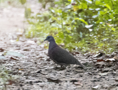 Nesoenas picturatus