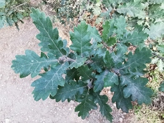 Quercus pubescens