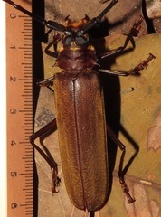 Orthomegas cinnamomeus