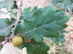Quercus pubescens