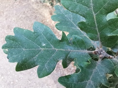 Quercus pubescens