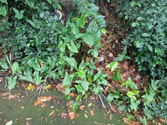 Syngonium podophyllum