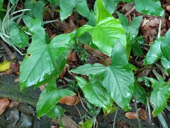 Syngonium podophyllum