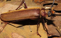 Orthomegas cinnamomeus