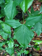 Syngonium podophyllum