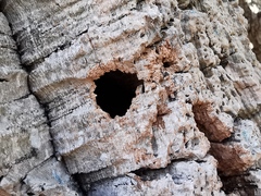 Coleoptera