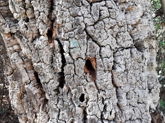 Coleoptera