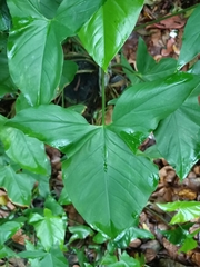Syngonium podophyllum