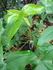 Syngonium podophyllum