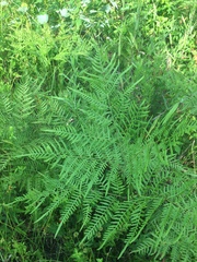 Pteridium aquilinum pseudocaudatum