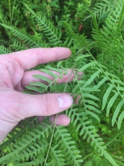 Pteridium aquilinum pseudocaudatum