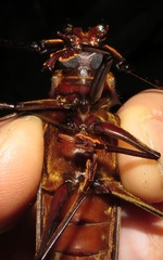 Orthomegas cinnamomeus