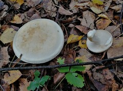 Tricholoma album