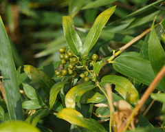 Paederia foetida