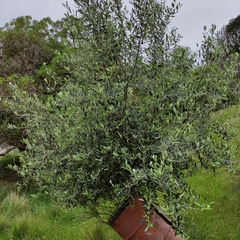 Olea europaea europaea