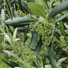 Olea europaea europaea