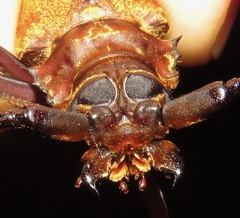 Orthomegas cinnamomeus