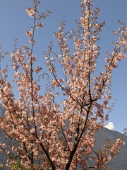 Prunus cerasoides