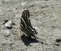 Graphium rhesus