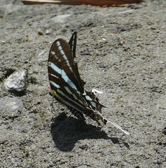 Graphium rhesus