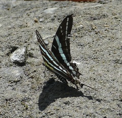 Graphium rhesus