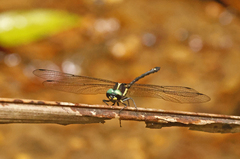 Eusynthemis aurolineata