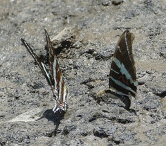 Graphium rhesus