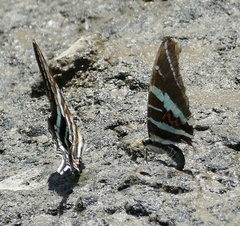 Graphium rhesus