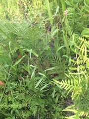 Pteridium aquilinum pseudocaudatum