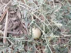 Citrullus colocynthis