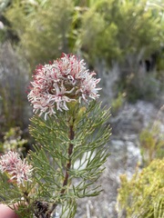 Serruria ascendens