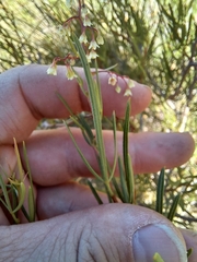 Searsia ciliata