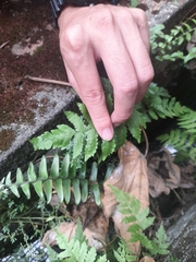 Phegopteris decursive-pinnata