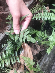 Phegopteris decursive-pinnata