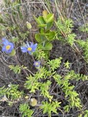 Felicia aethiopica