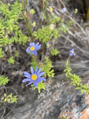 Felicia aethiopica