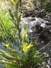 Philydrum lanuginosum