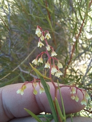 Searsia ciliata