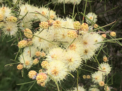 Melaleuca nodosa