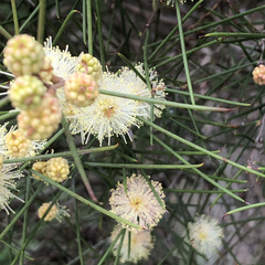 Melaleuca nodosa