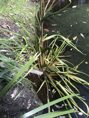 Philydrum lanuginosum