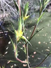 Philydrum lanuginosum