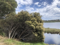 Melaleuca nodosa