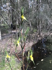 Philydrum lanuginosum