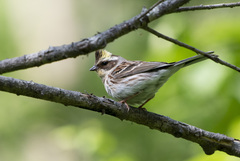 Emberiza elegans