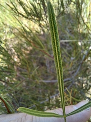 Searsia ciliata