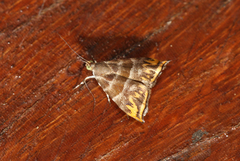 Hemerophila xutholopa