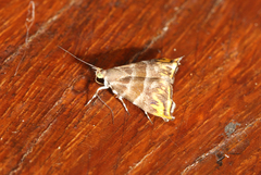 Hemerophila xutholopa